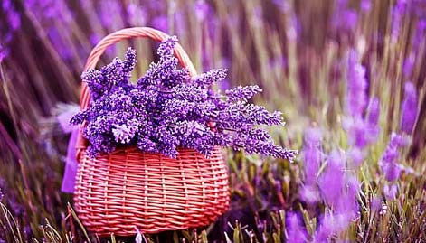 LAVANTA YA�I (SAF)